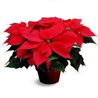 Poinsettia Plant