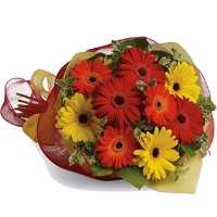 Rainbow Gerbera